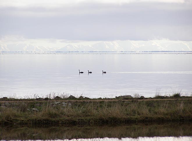 Black swans on Lake Ellesmere
