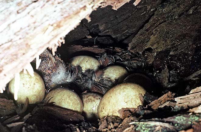 Paradise shelduck nest with eggs 