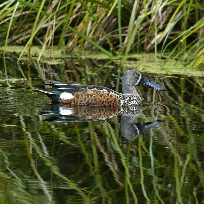 Australasian shoveler