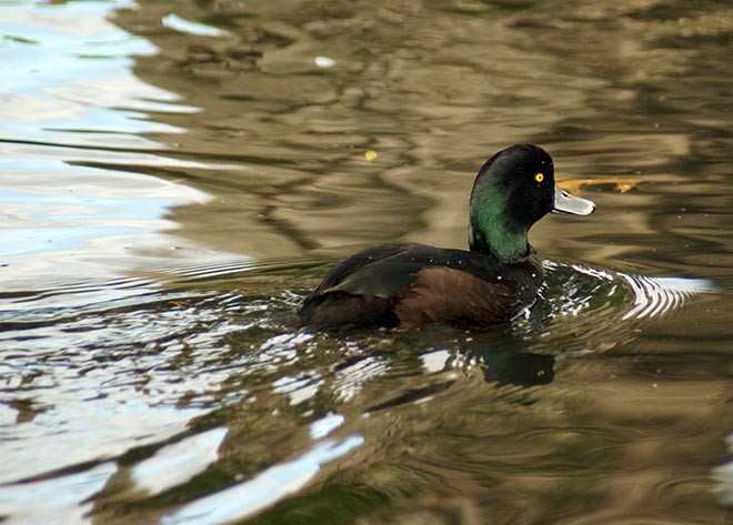 New Zealand scaup male