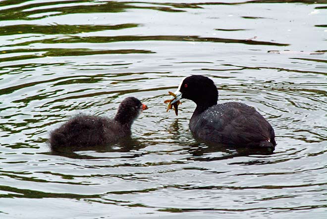 Australian coot and chick