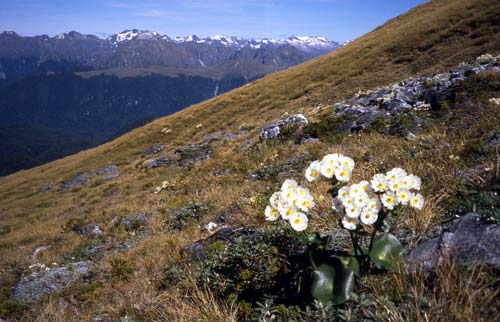 Low-alpine curled snow tussock 