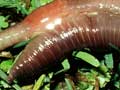 Earthworms mating
