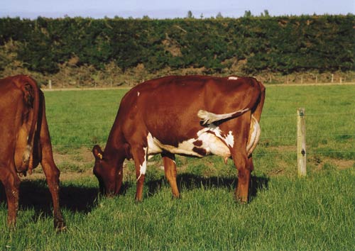 Milking Shorthorn cows