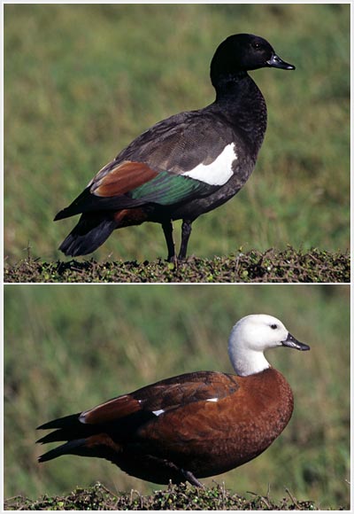 Wetland game birds: paradise shelducks 