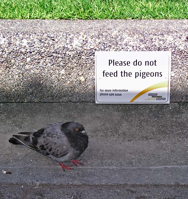 Pigeons in Wellington