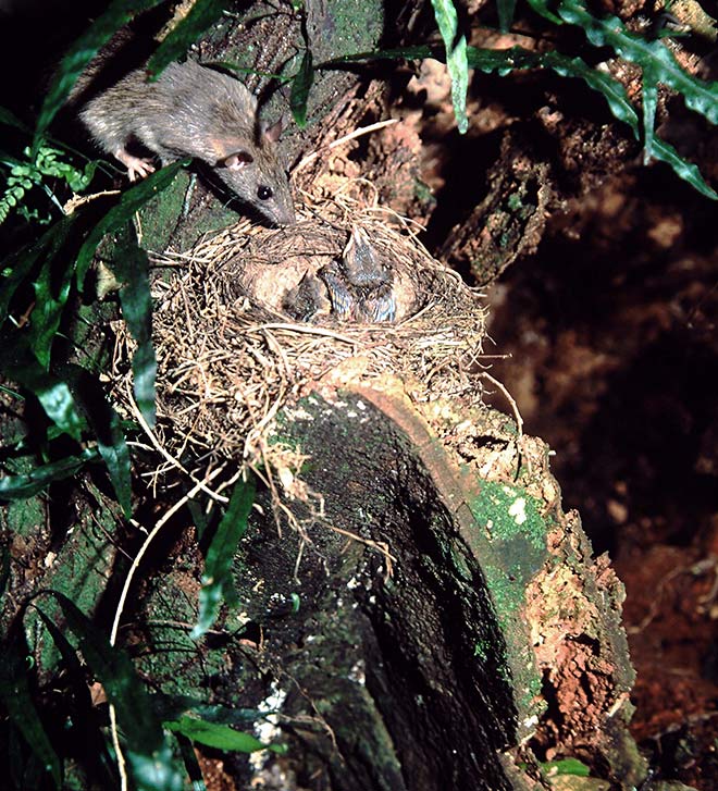 Rat in a thrush nest