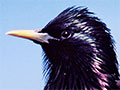 Male starling