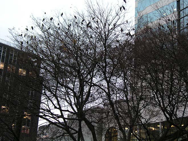 Starlings at dusk