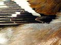 Male chaffinch