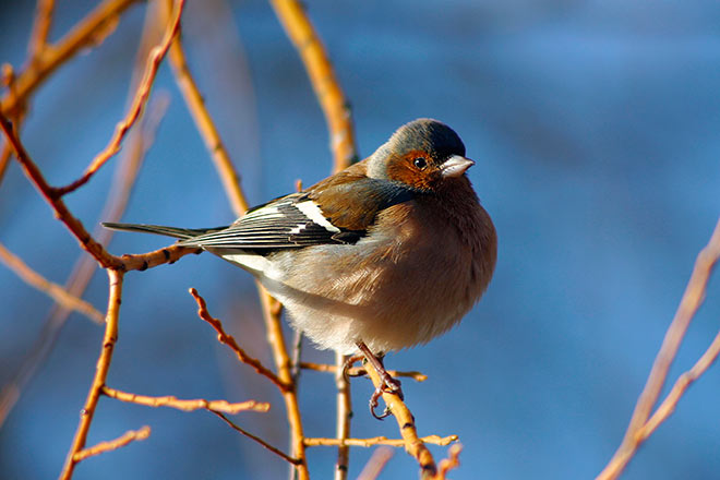 Male chaffinch