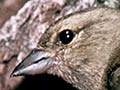 Female chaffinch