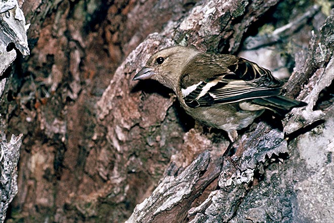 Female chaffinch