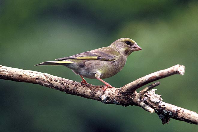 Female greenfinch