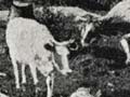 Cattle on a North Island bush farm 