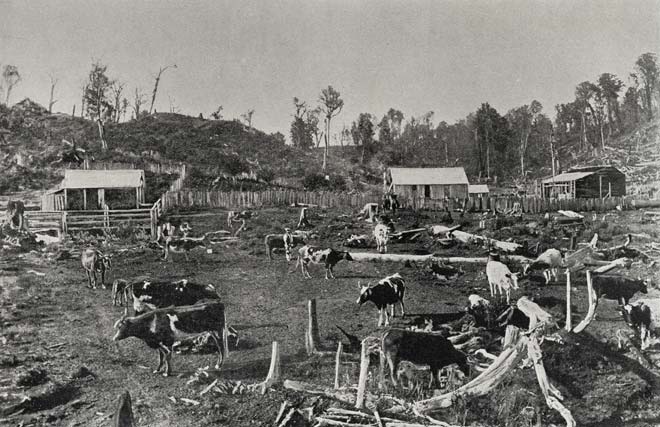 Cattle on a North Island bush farm 