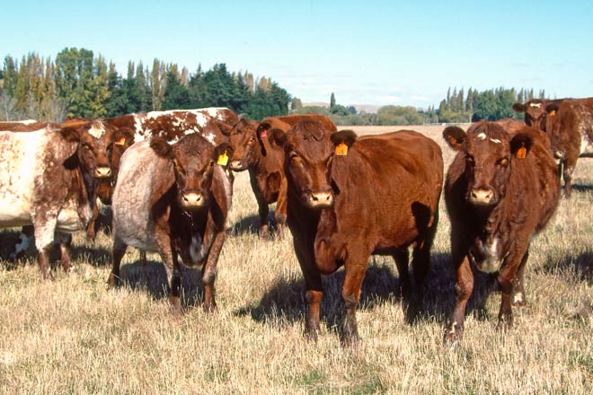 Modern beef Shorthorns