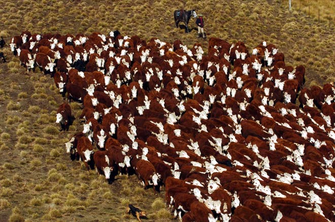 Polled Hereford cattle