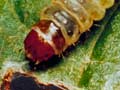 Brownheaded leafroller caterpillar