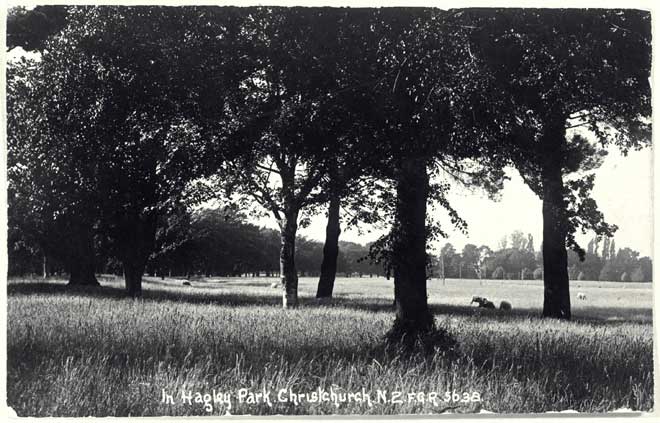 Sheep grazing in Hagley Park, 1910