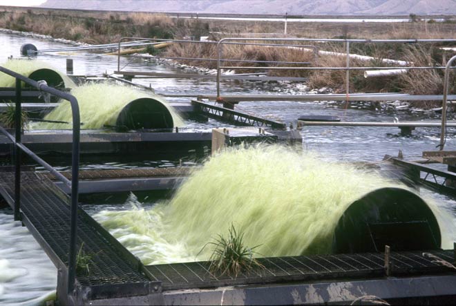 Algae biofuel