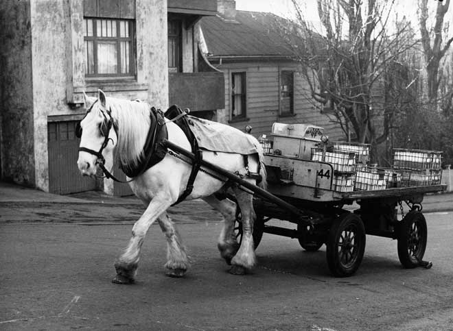 Horse-drawn milk deliveries