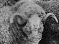 Shennan's merinos