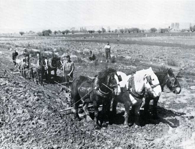 Ploughing on a Māori land scheme