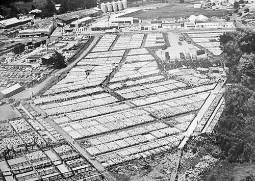 Ewe fair, Waipukurau, 1969