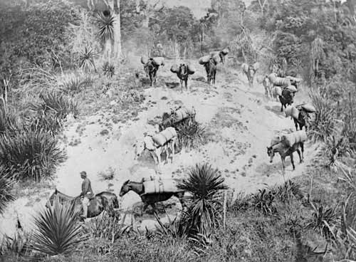 Packhorses, about 1895
