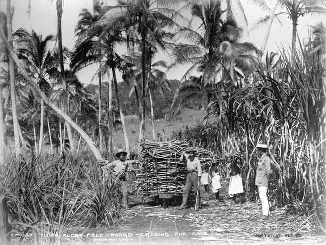 Loading sugar cane, 1884