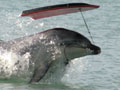 Moko the dolphin, 2008