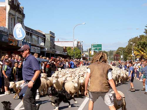 Sheep muster in Te Kūiti, King Country, 2005