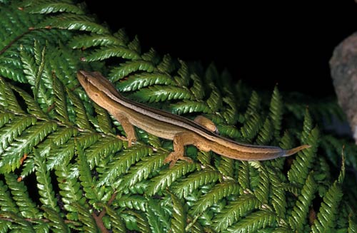 Gold-striped gecko
