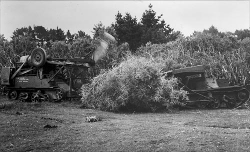 Beating the boxthorn