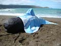 Whale blanket