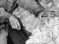 Māori women handling fleeces