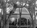 Band rotunda, Auckland Domain