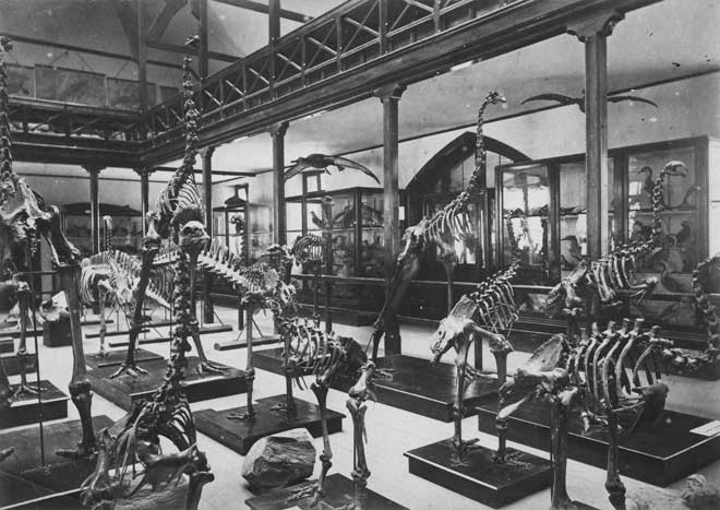 Interior of Canterbury Museum, 1890