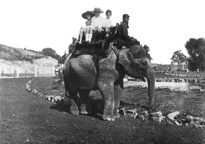 Riding the elephant at Auckland Zoo