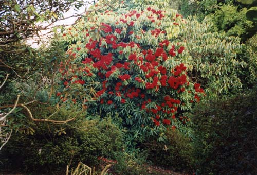 Kaponga rhododendron