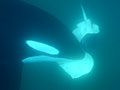 Orca eating a stingray