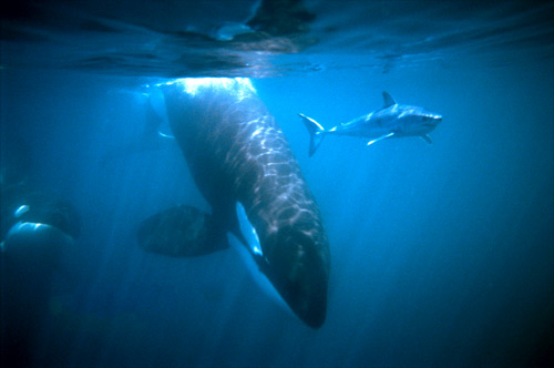 Mako shark under attack