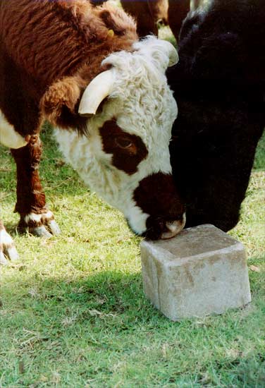 Cattle licking a salt block 