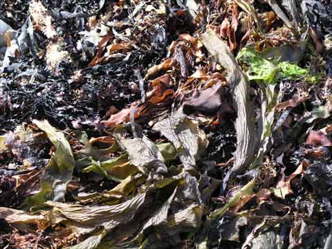 Storm-cast seaweeds