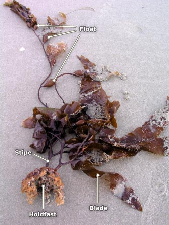 The different parts of seaweed