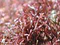 A rare red seaweed