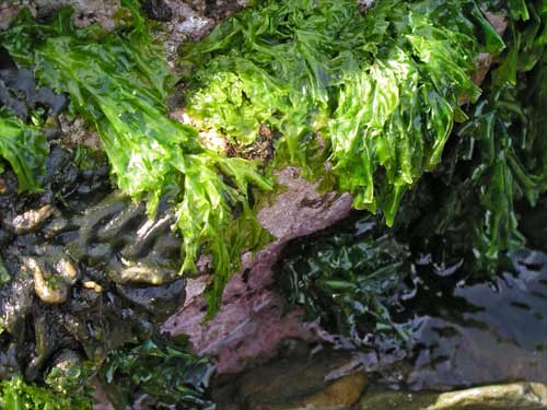 Green seaweeds 