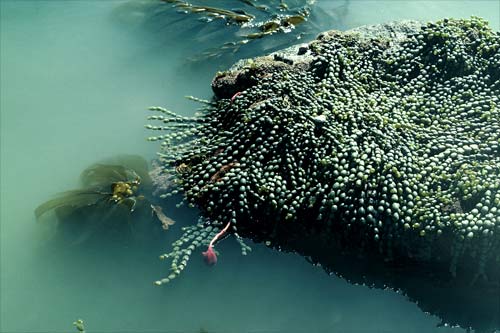 Brown seaweeds 