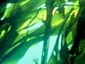 Bladder-kelp forest